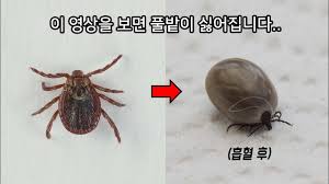 예방법 - 백신 없는 질병&amp;#44; 예방이 생명입니다 -진드기흡혈