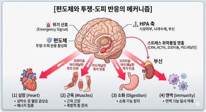 위협 상활에서 살아남기 위해 투쟁-도피 반응을 보이는 이미지
이미지출처: Gemini AI 생성
