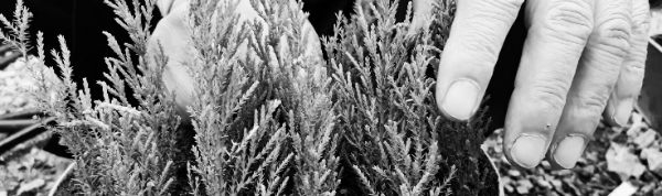 율마 키우는 방법: 삽목