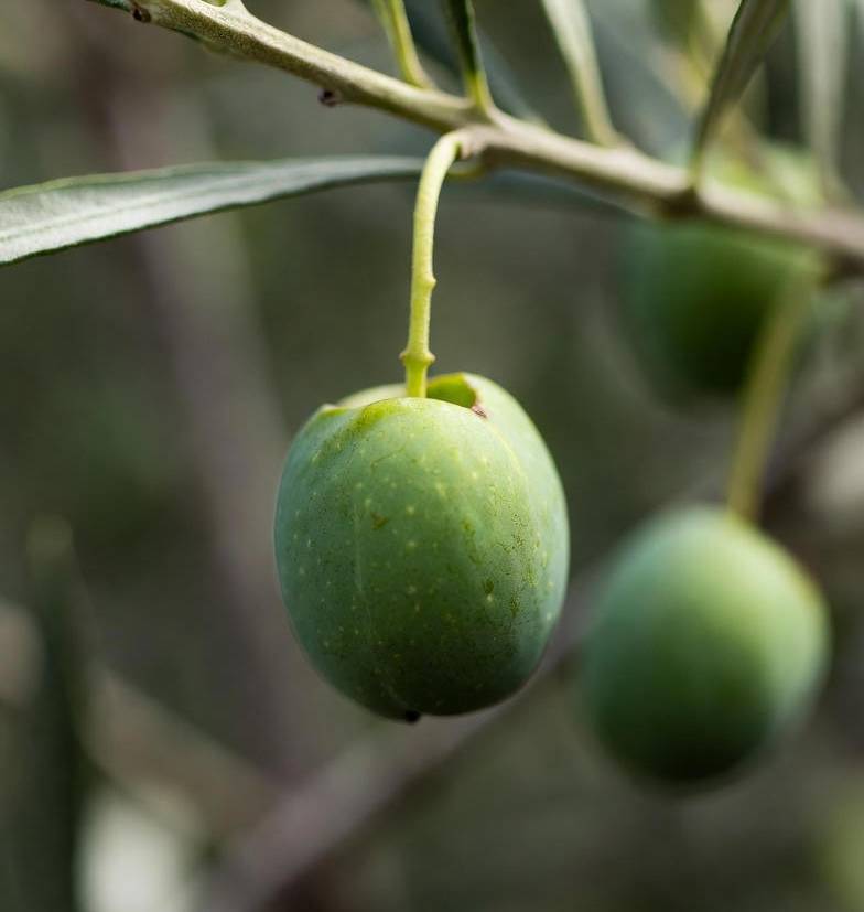 엑스트라버진 올리브유 효능 열매