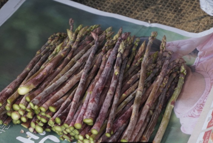 열대정글농장-망고바나나-핑거라임