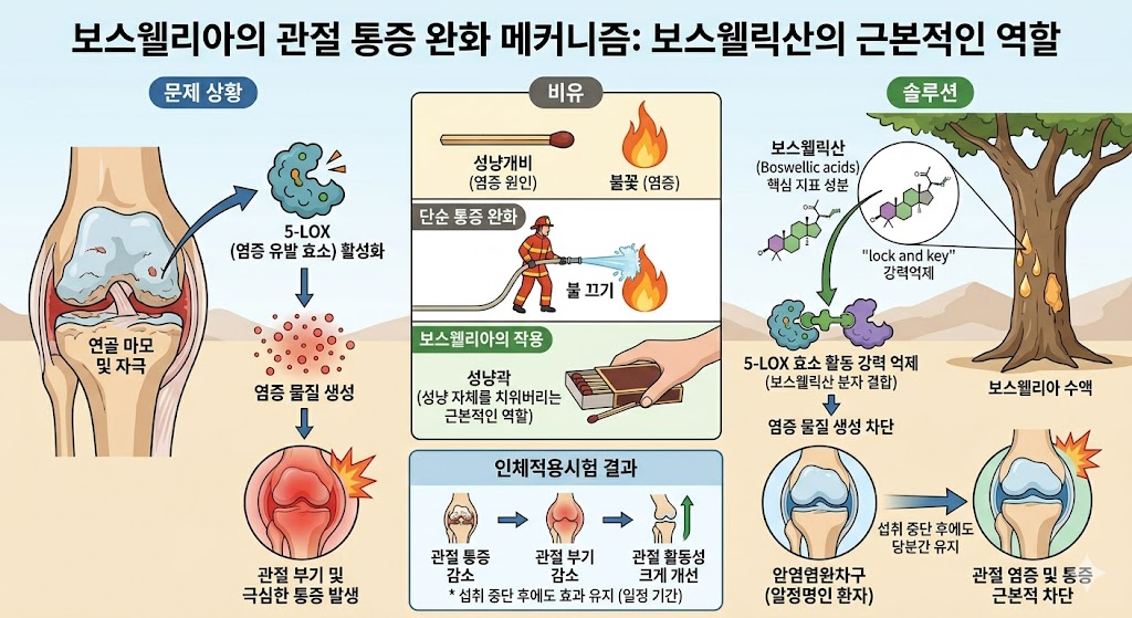 보스웰리아란?