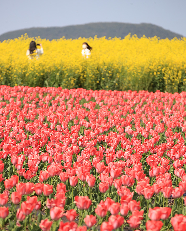 보롬왓 튤립축제 2025