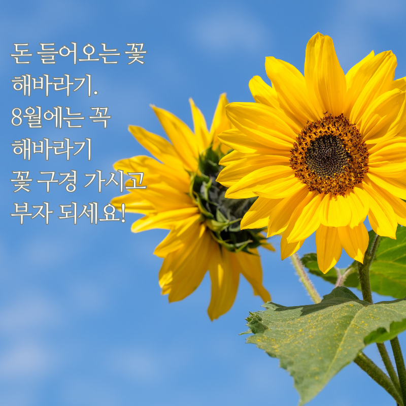 8월 아침 저녁 인사말 문구 이미지 모음