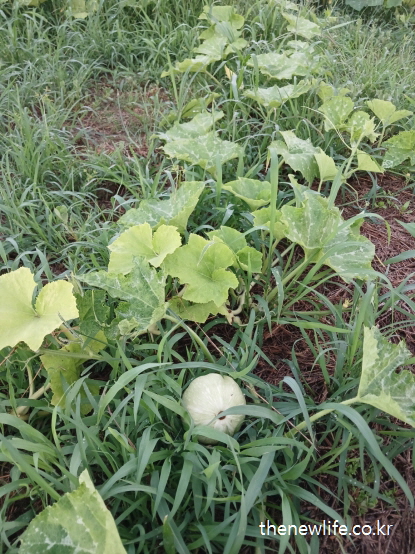줄기와 잎 사이에 자리한 둥근 애호박-– 애호박 효능의 혈압 안정과 심혈관 관련 실물 사진 (2)