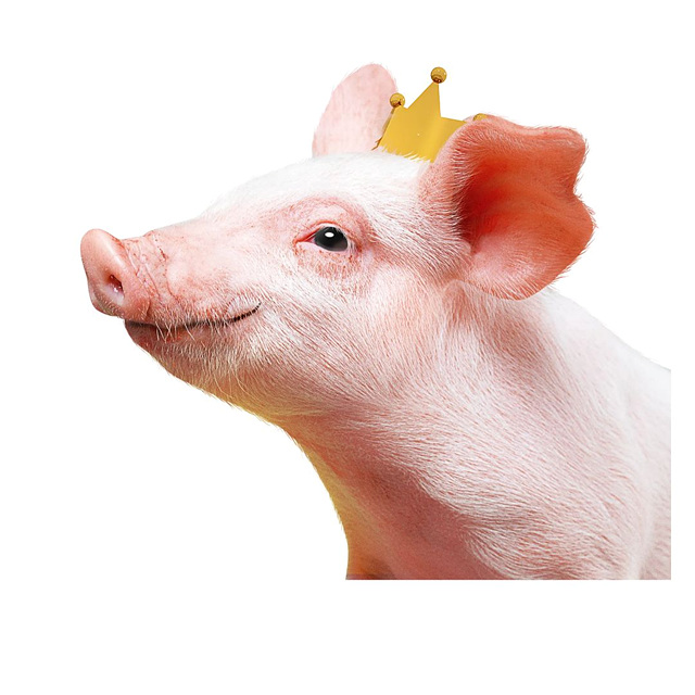 2026년 돼지띠 신년운세 무료 보기