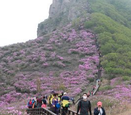 산청황매산 철쭉제