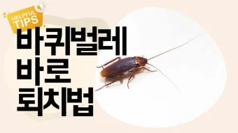 바퀴벌레 퇴치 붕산과 계란노른자 유인제 틈새 차단_17