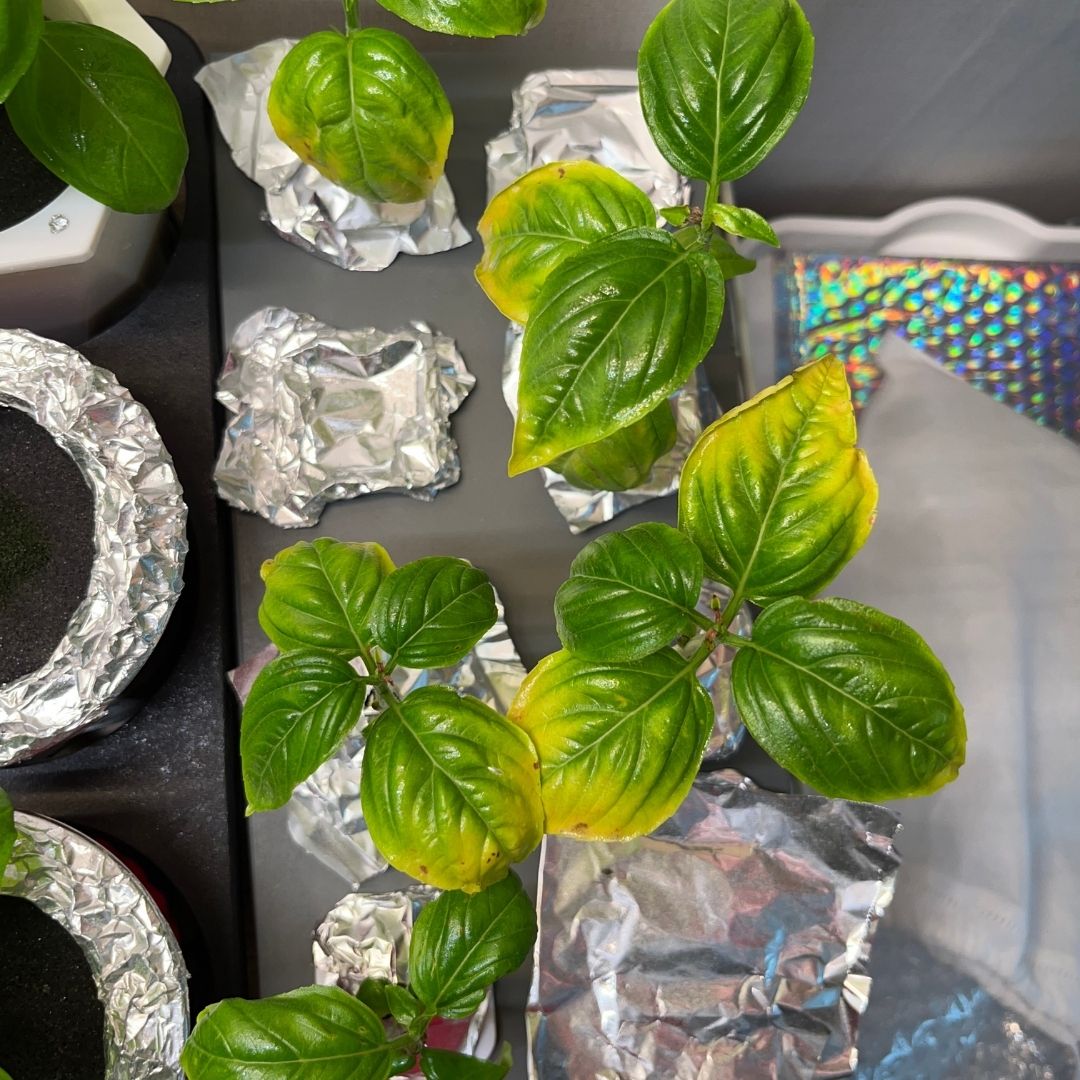 바질 키우는 방법