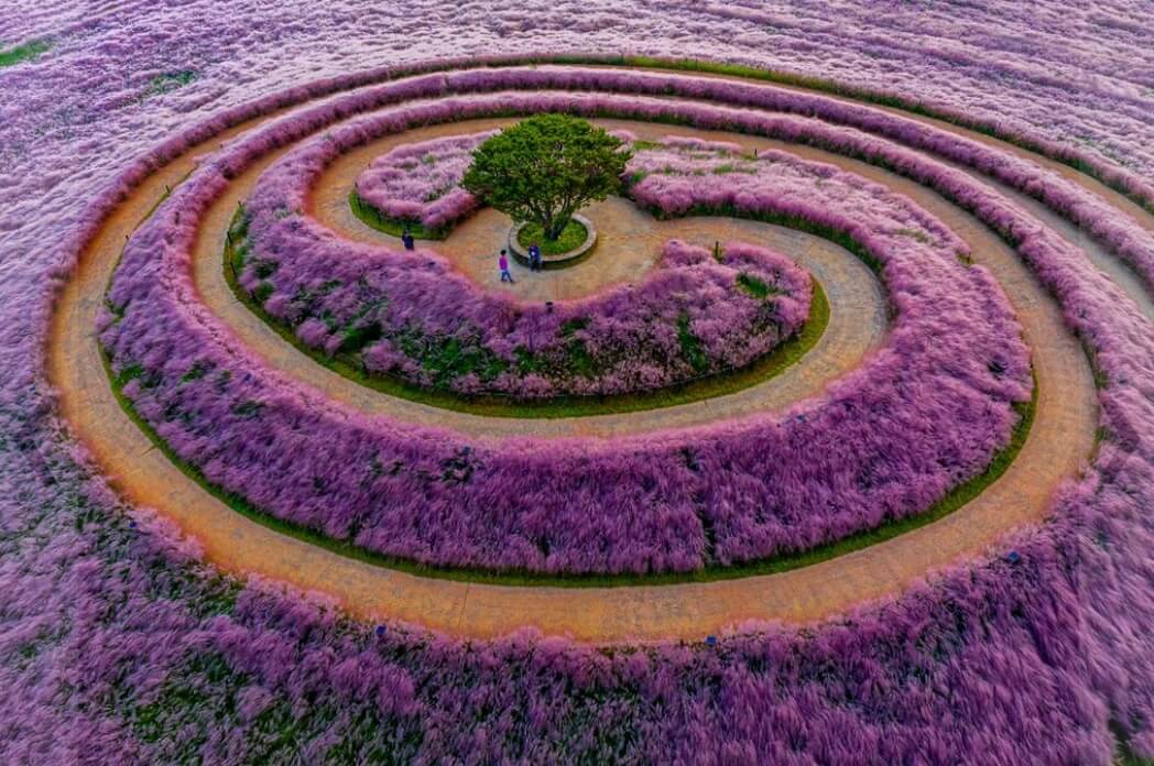 합천 핑크뮬리 축제