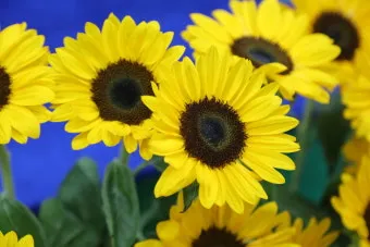 해바라기 재배 파종 깊이 지주 세우기 씨앗 수확_10