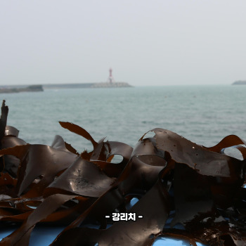 미역 효능