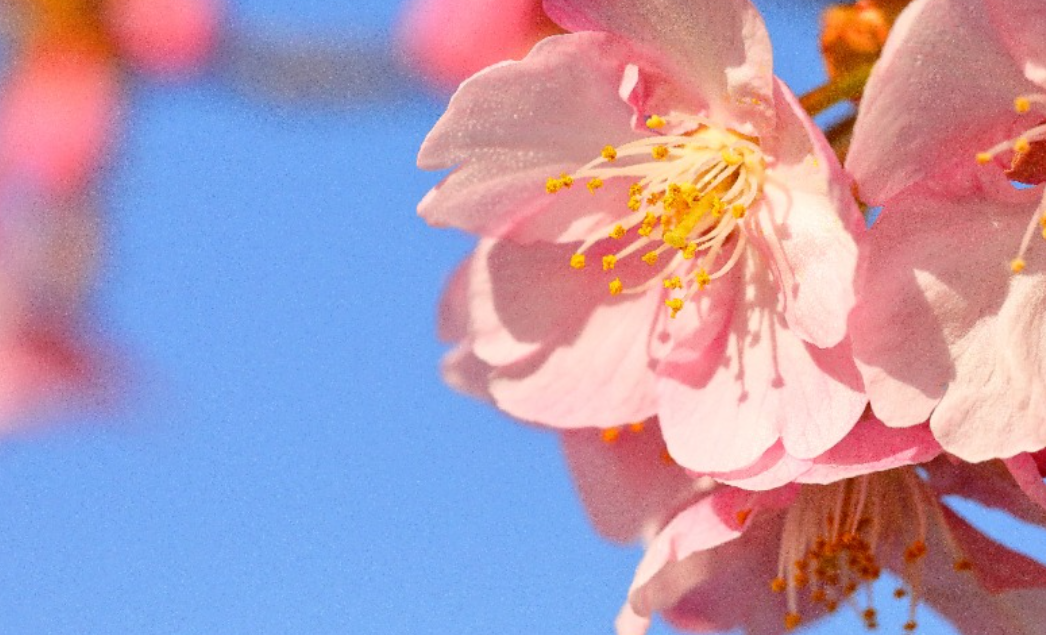 셋째 주 (11월 11일 ~ 11월 17일)