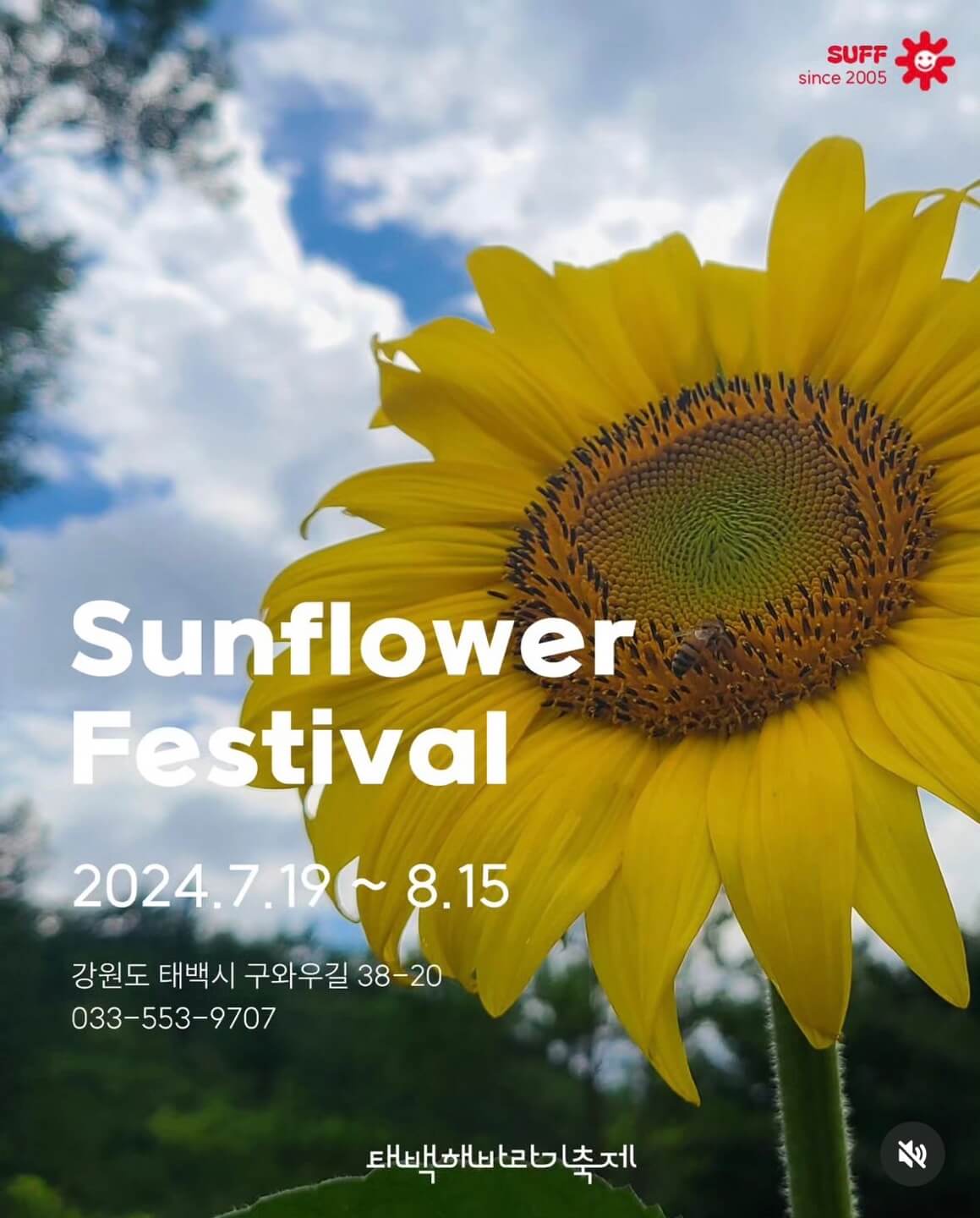 태백 해바라기축제