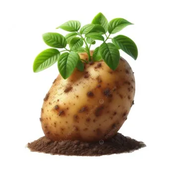 감자 심는 시기 재배 방법_4