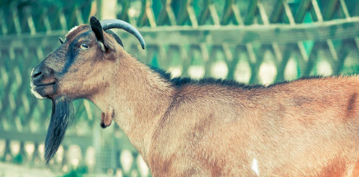 흑염소 10가지 효능