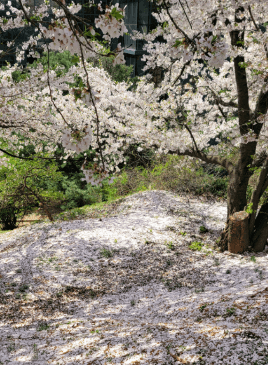 SK인천석유화학 벚꽃동산