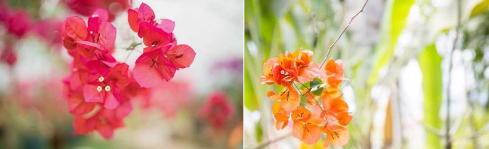 한림공원 부겐빌레아 축제