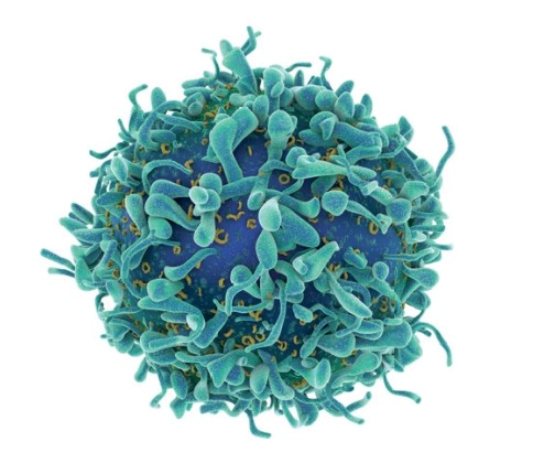 고양이 항원분해제