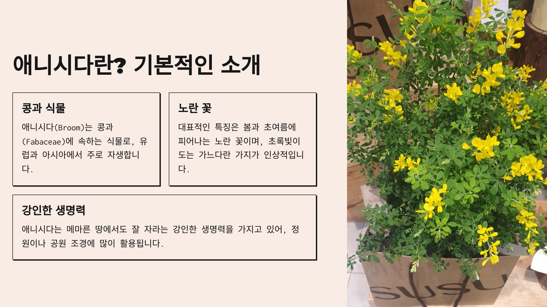 애니시다(금작화)