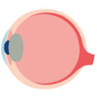 강아지 백내장 원인&#44; 진행단계&#44; 치료