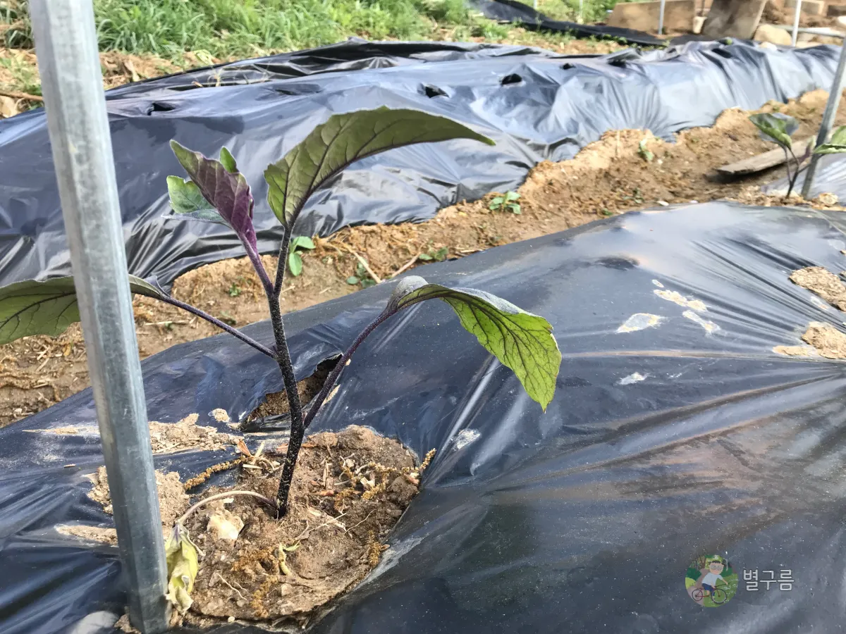 텃밭-모종심기-가지