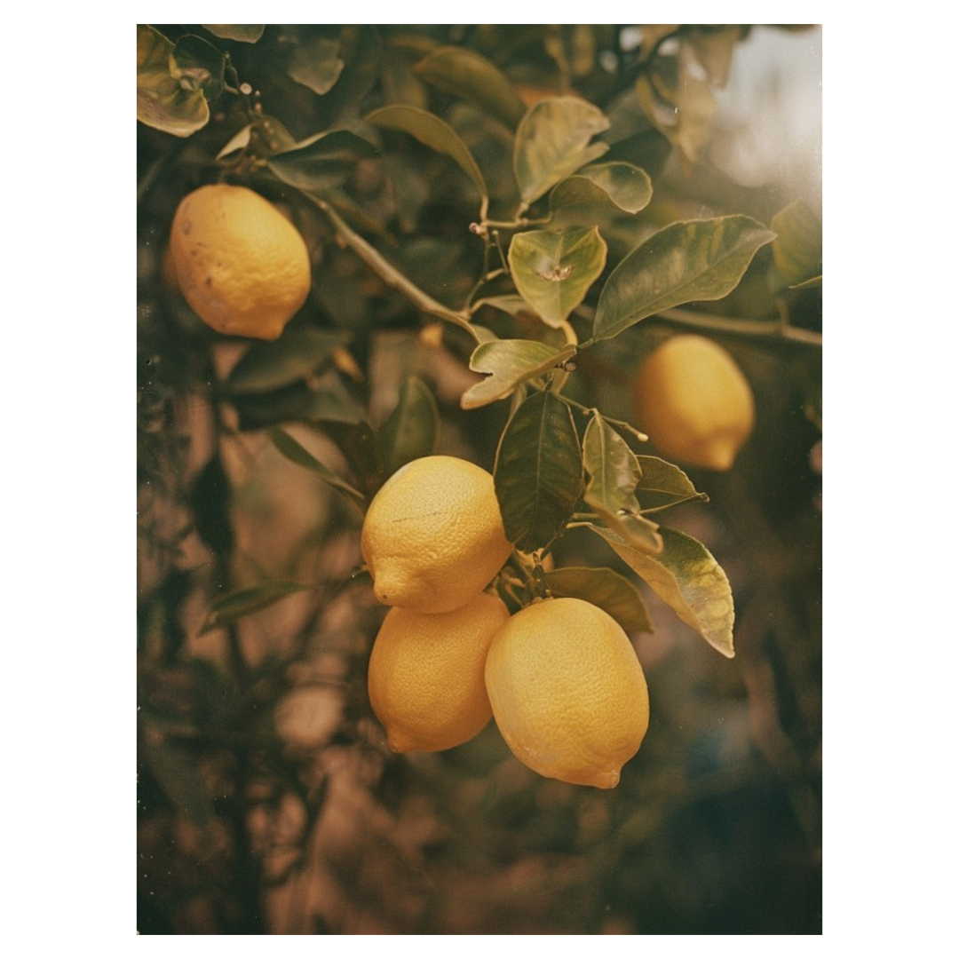 레몬즙과 관련된 사진입니다.