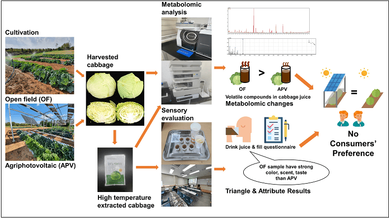 “태양광 패널 하부 유휴 부지에 양배추 재배하면 경제성 높아"