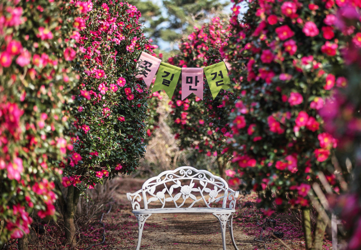 제주도 1월 가볼만한곳: 동백꽃 & 유채꽃 만개 명소 BEST 4 (시기/코스 추천)