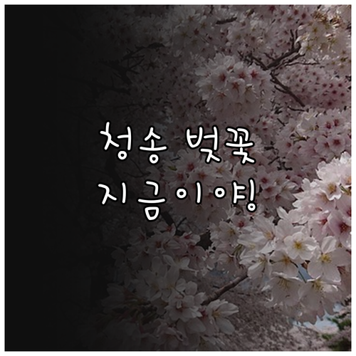 2026년 청송 벚꽃 개화 일정 및 ..