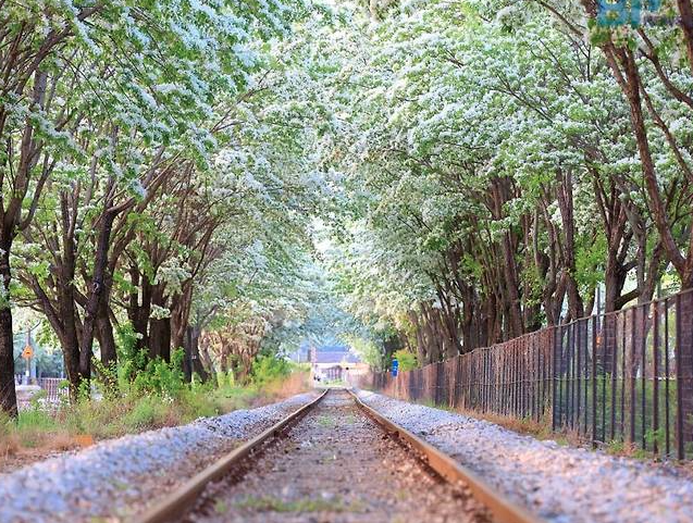 전주 이팝나무 축제 