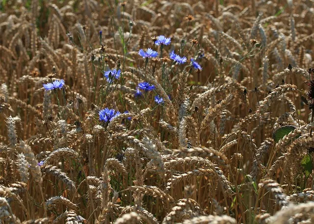8월에 심는 밭작물 모종 채소 재배법 알아보기_4