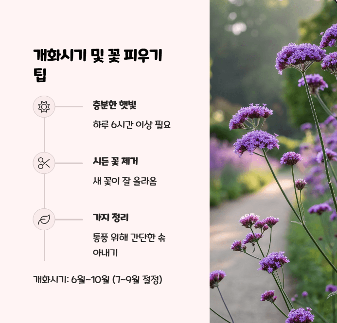 버들마편초 꽃