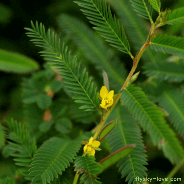 차풀(산편두) 효능