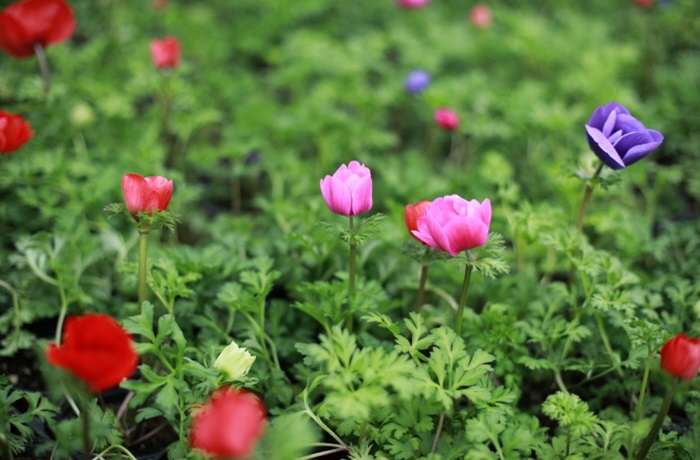 퍼스트가든 봄꽃축제-블루밍가든 (출처:한국관광공사)
