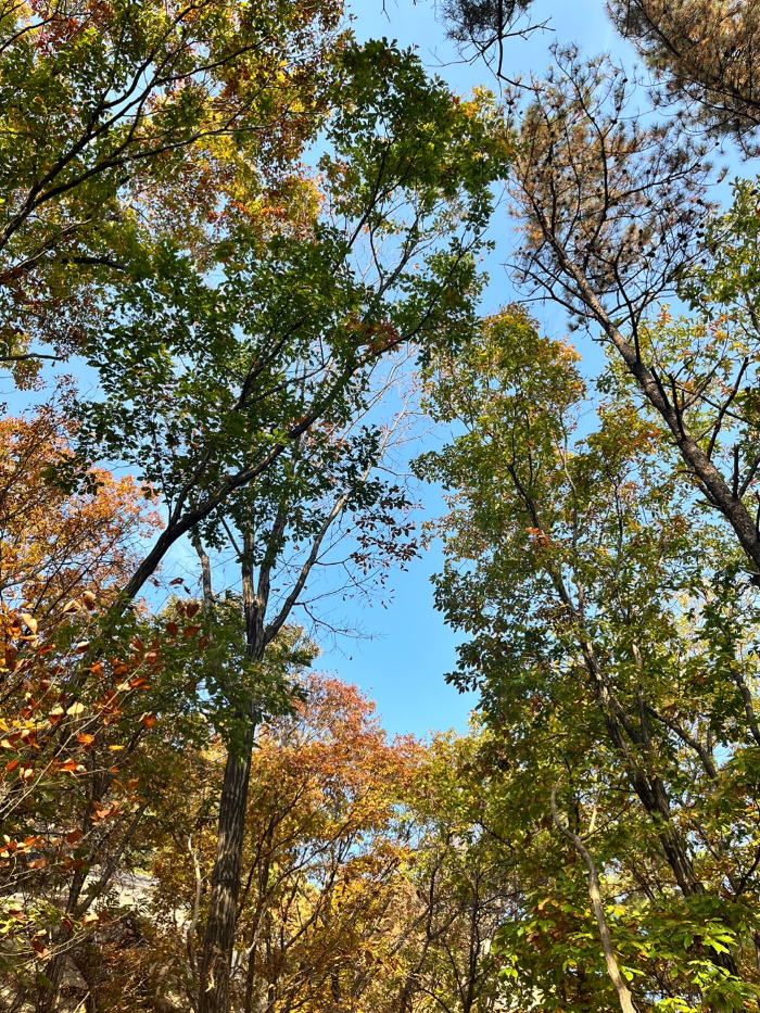 피톤치드의 향연