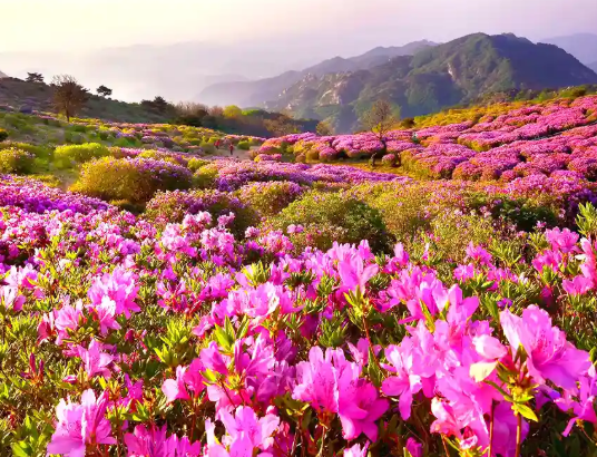 황매산 군립공원