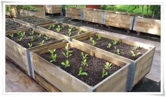 베란다 상자텃밭 상추 루꼴라 방울토마토 허브 모음 재배_6