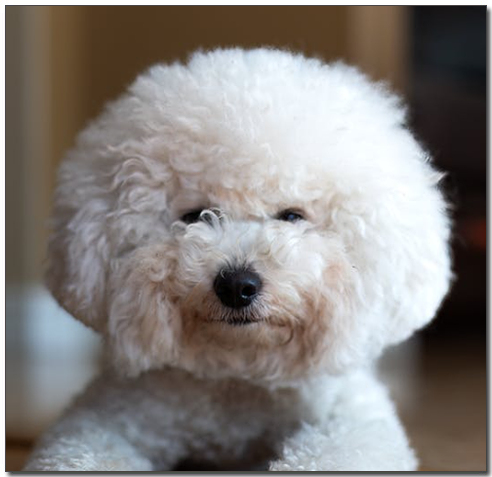 웃고있는 비숑프리제