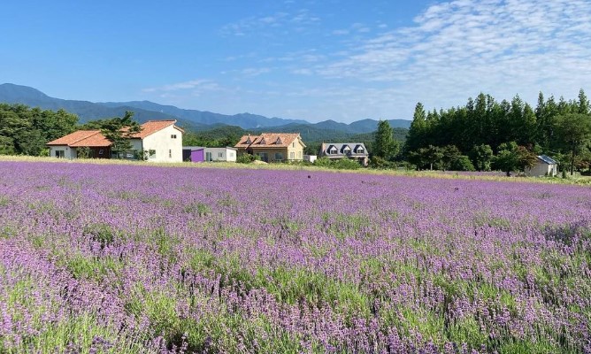 고성 라벤더축제