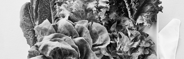 쌈채소 종류 TOP 10