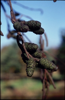 물오리나무 열매1