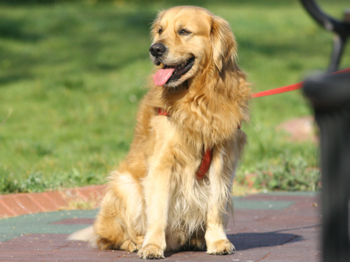 골든리트리버 특징