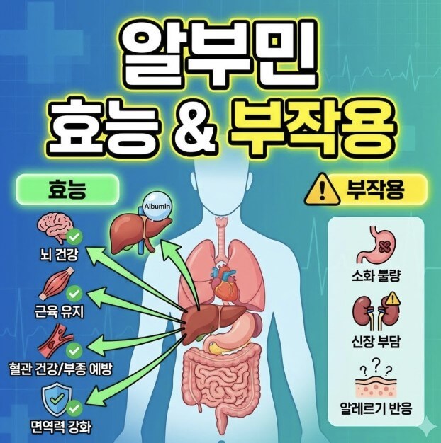 알부민 효능