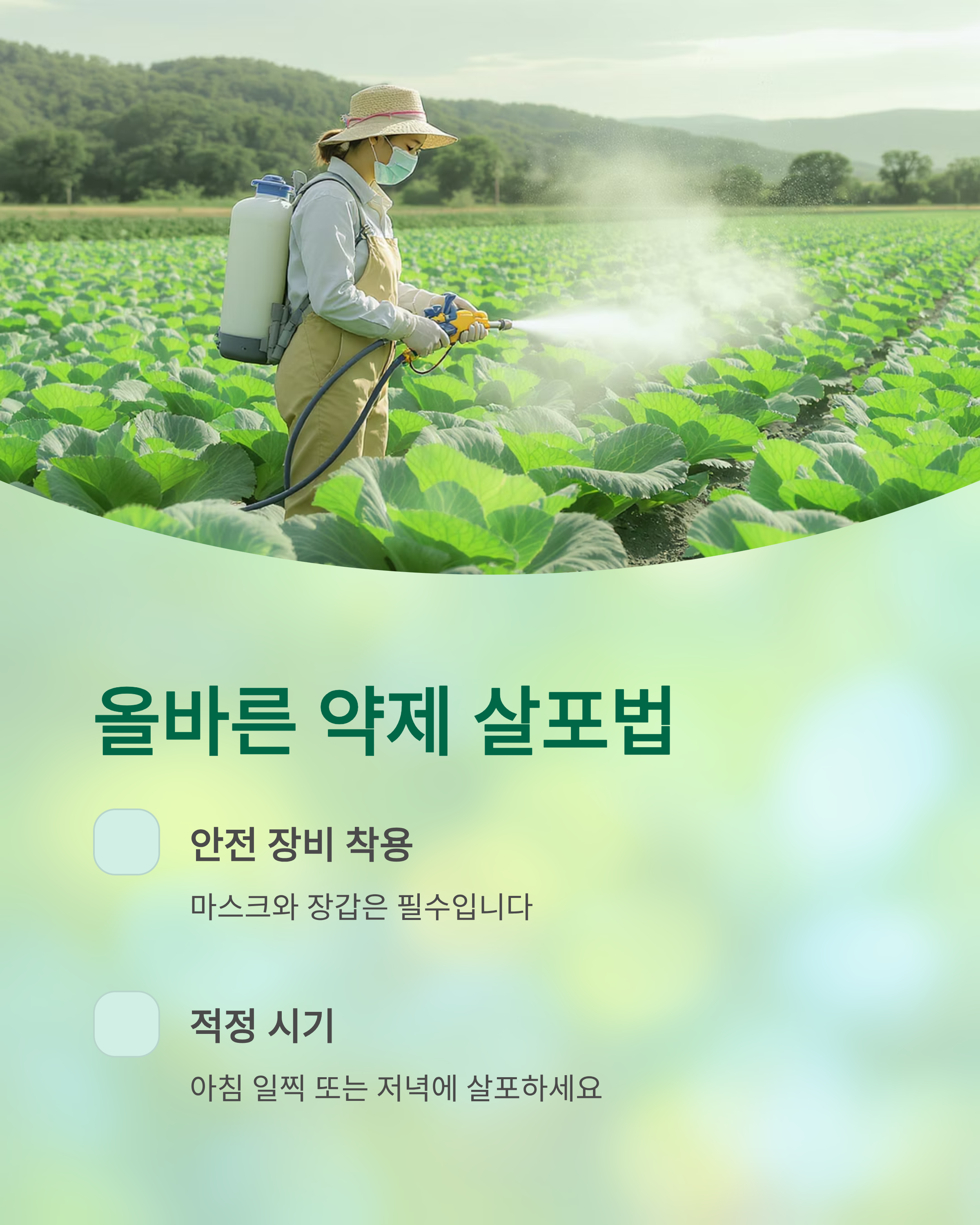 배추 무름병