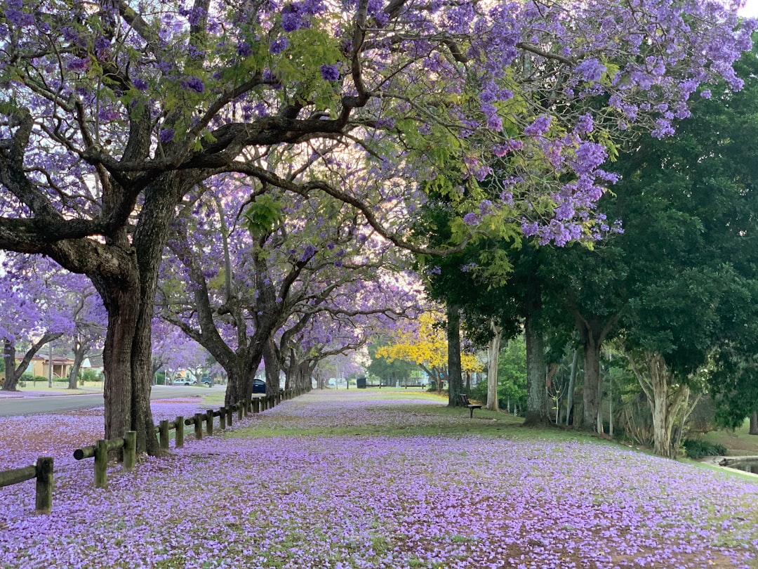 Garden.