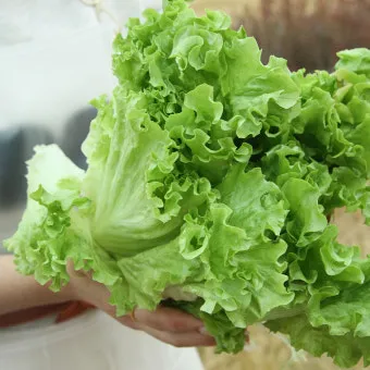 로메인 재배 재식 거리 통풍 확보 병해 줄이기_14