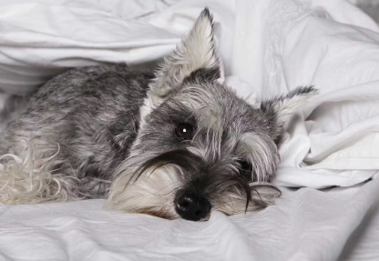 누워있는 슈나우져