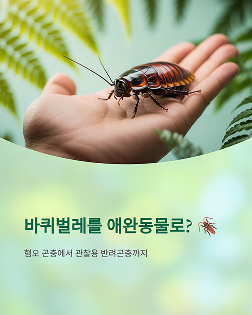 바퀴벌레, 혐오에서 애완까지