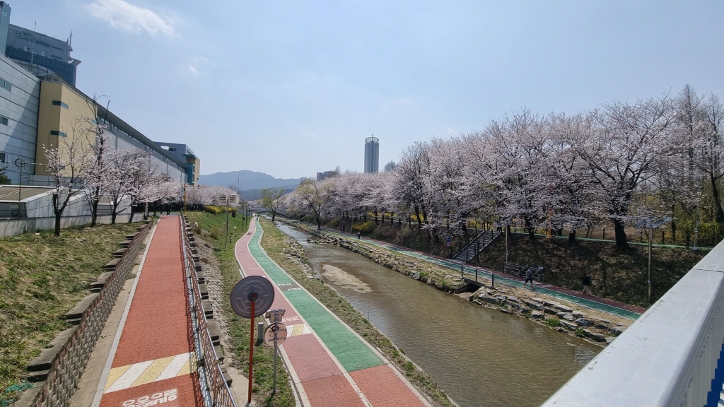 양재천벚꽃축제